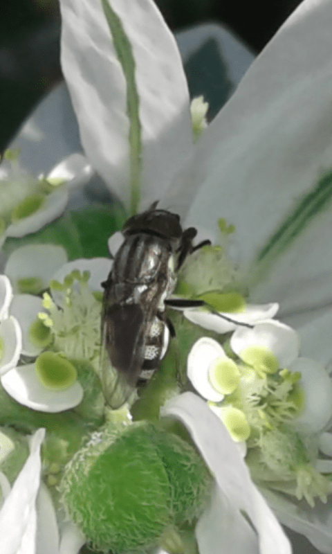 Rhiniidae : Stomorhina lunata?